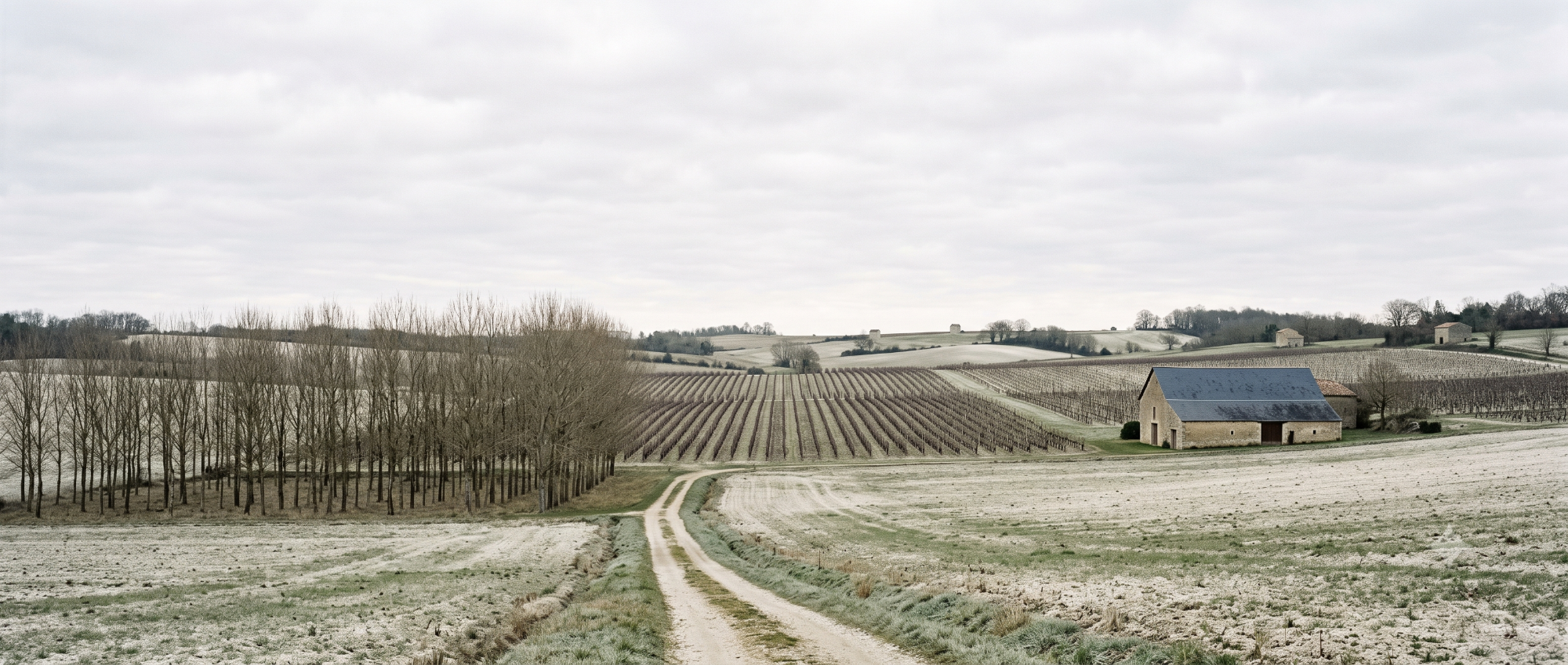 Chalk farmland in the Charente with dormant rows of vines, a line of bare trees and a stone farm building under an overcast sky.